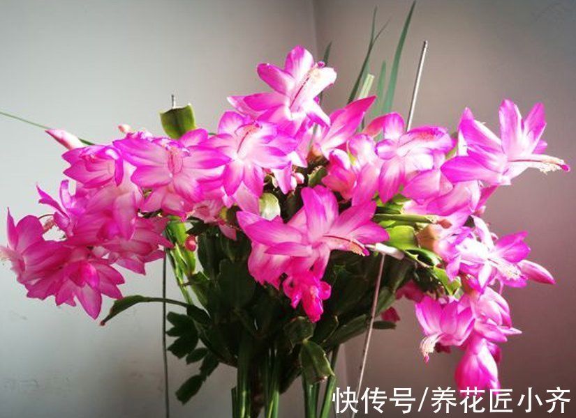 一茬花|想要蟹爪兰花后继续开,做好“2掐3足”,持续开花到夏季