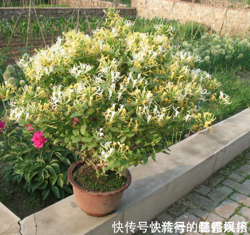 香气|5种香花，家里养一盆，好看还“养人”，全家都健康