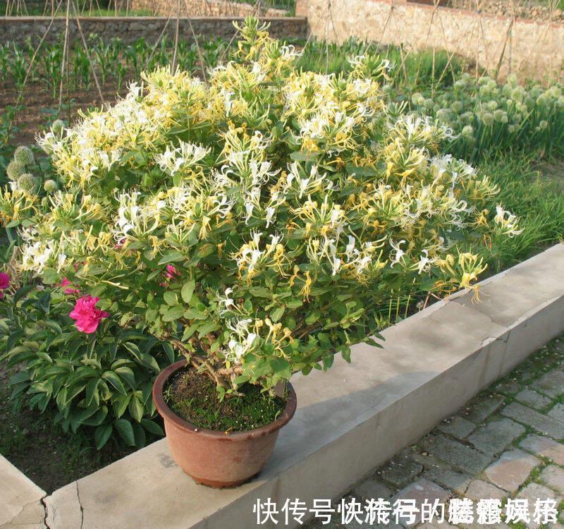 5种香花,家里养一盆,好看还“养人”,全家都健康