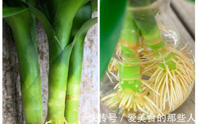 家里别再养绿萝了，这种花更加好看，寓意也好