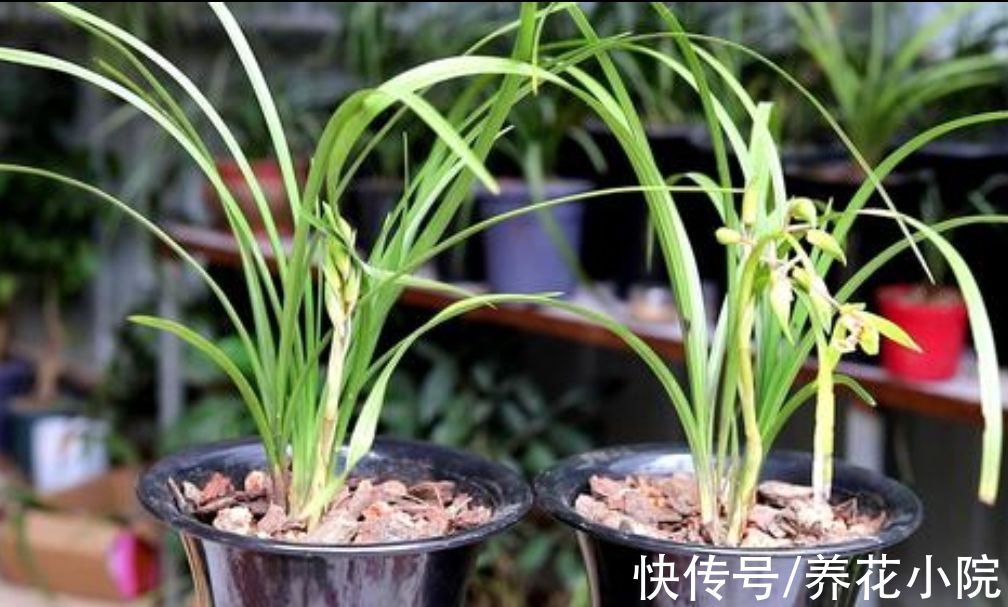 冬天该怎么养护兰花?4个关键养护做好了,兰株长得旺早开花