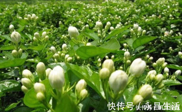 扦插|茉莉花最简单的繁殖方法,一个枝条就可以繁殖几棵,一学就会