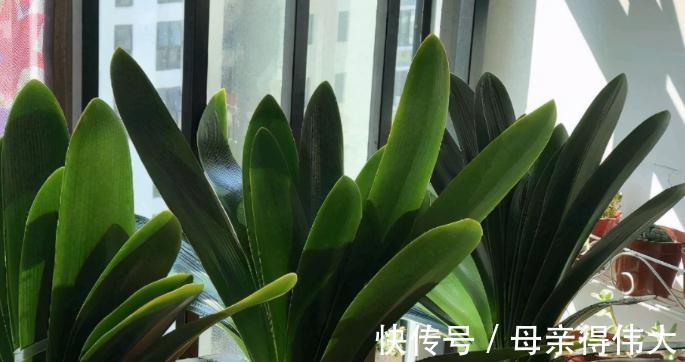 冬至后,盆栽养花有这3种症状该马上换土,一刻都甭多等