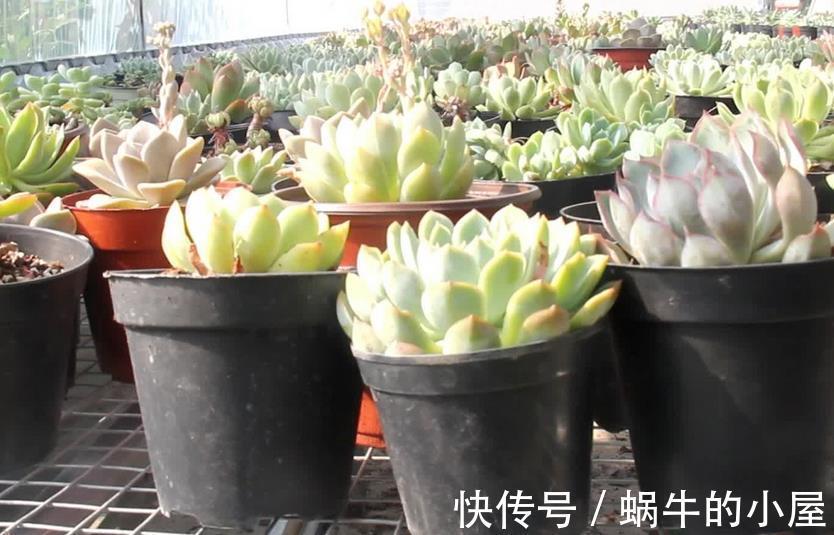花土|给多肉上盆该注意的细节问题