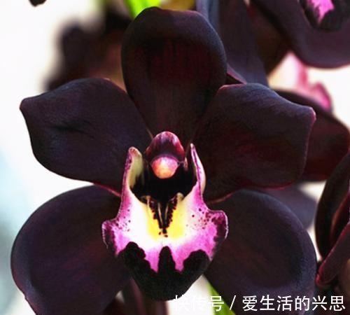 新手|被抢购一空的兰花,绿杆紫花,花大奇香,叶片油亮,新手也能养