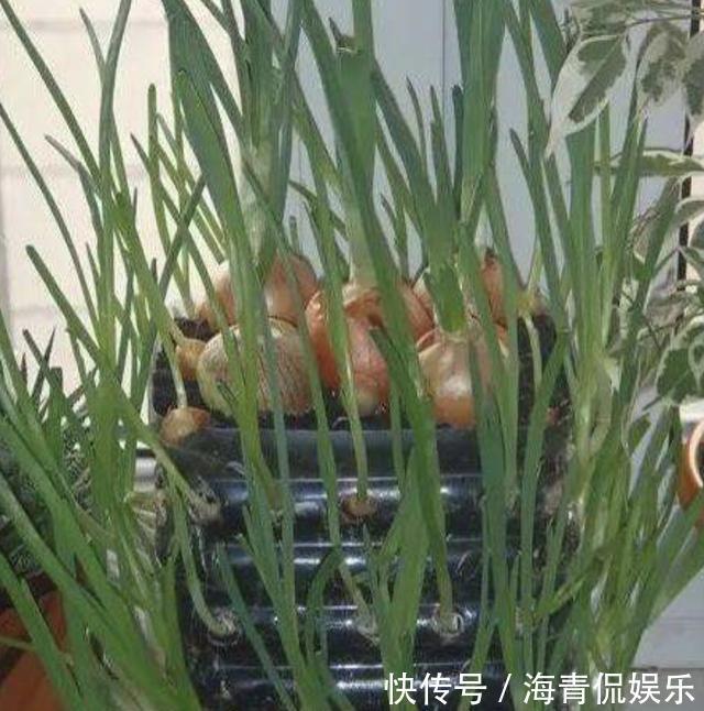 什么塑料瓶、花盆，也不如1种“空油桶”，1桶种下20个大蒜，够吃