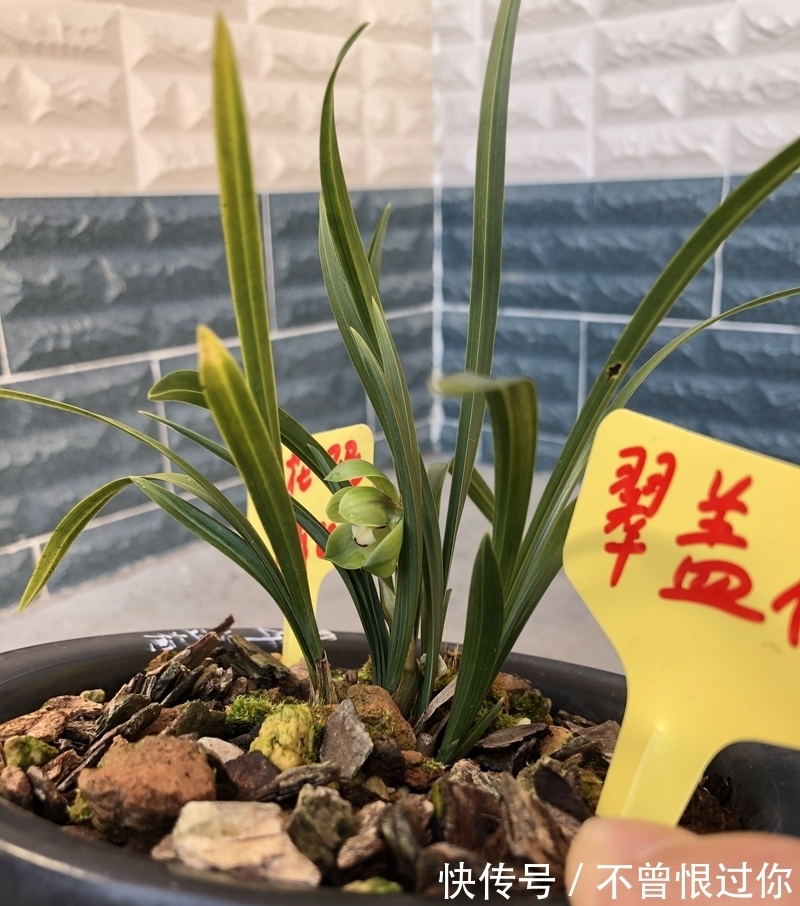 新栽兰花的杀菌工作，很多人都是胡乱操作，杀与不杀得看情况