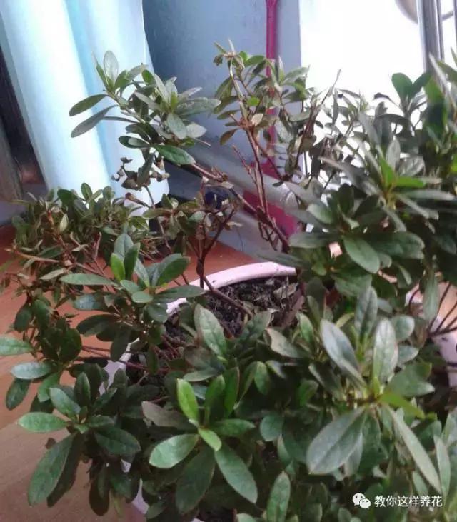 养花|养花要注意3种风,不能乱吹,新手不可不知!