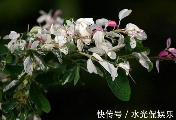 养花|新手养花,不如养盆花中精品“ 甜蜜马车”,似恋人,如胶似漆