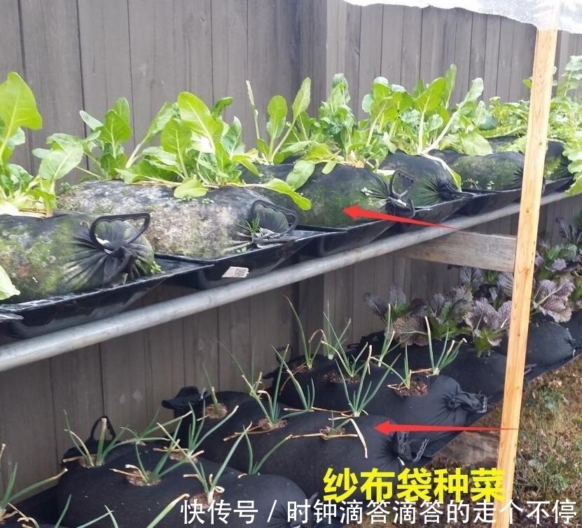 丰收|都是自家种菜,邻居大叔直接用纱布袋几十天一丰收,多的还能拿去卖