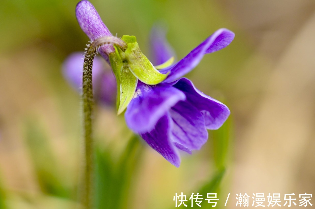 紫花|这花是神话里的美女变的，却在荒地里到处长，挖回家有大作用！