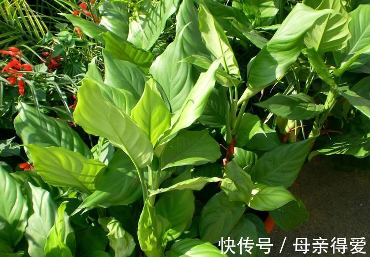 卧室放上这些花,不仅观赏效果好,还不用担心失眠