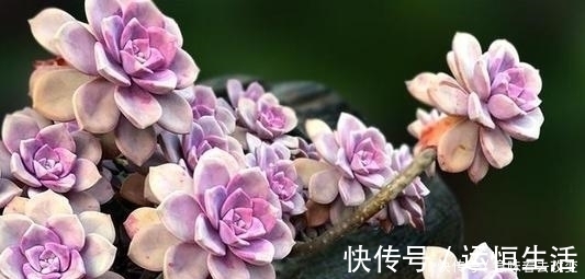 烂根|导致多肉休眠的3个原因,及时避免,不然黄叶又烂根!