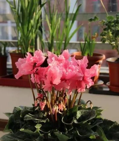 懂花的人都知道，4种“年关花”开败了剪1刀，30天后继续开