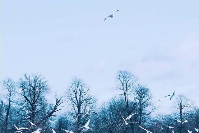  白头|大雪┃岁月可回首，深情共白头