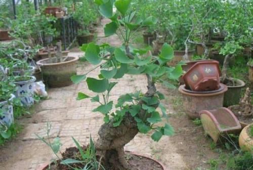 茶叶树|4种绿植从低价盆栽到高价盆景，只需5年时间，每一盆都很美