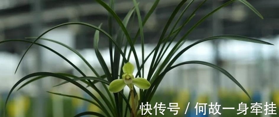 春兰老八种之首“宋梅”,花开梅瓣型,兰香醇正,是梅瓣兰之代表