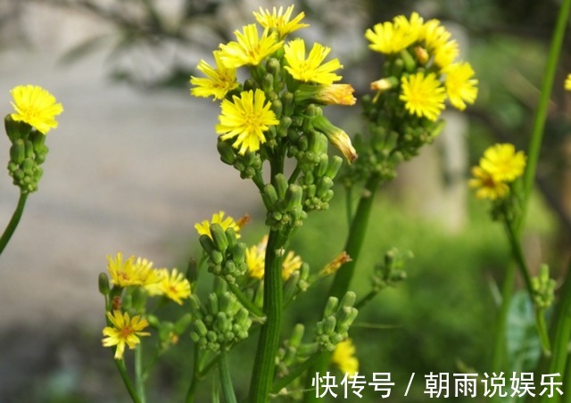 感冒|农村山坡上有种黄花菜,可清热解毒治感冒,有人误以为它是蒲公英
