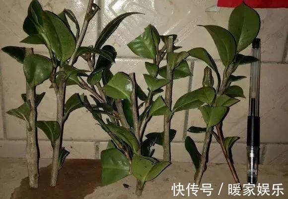 蟹爪兰|最近1个月，5种花赶紧“扦插”，生根快、长得旺，错过等明年