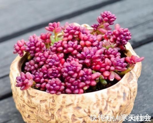 多肉植物|五种多肉冬天养最好,好养易爆盆,适当冻一冻,养出美状态!