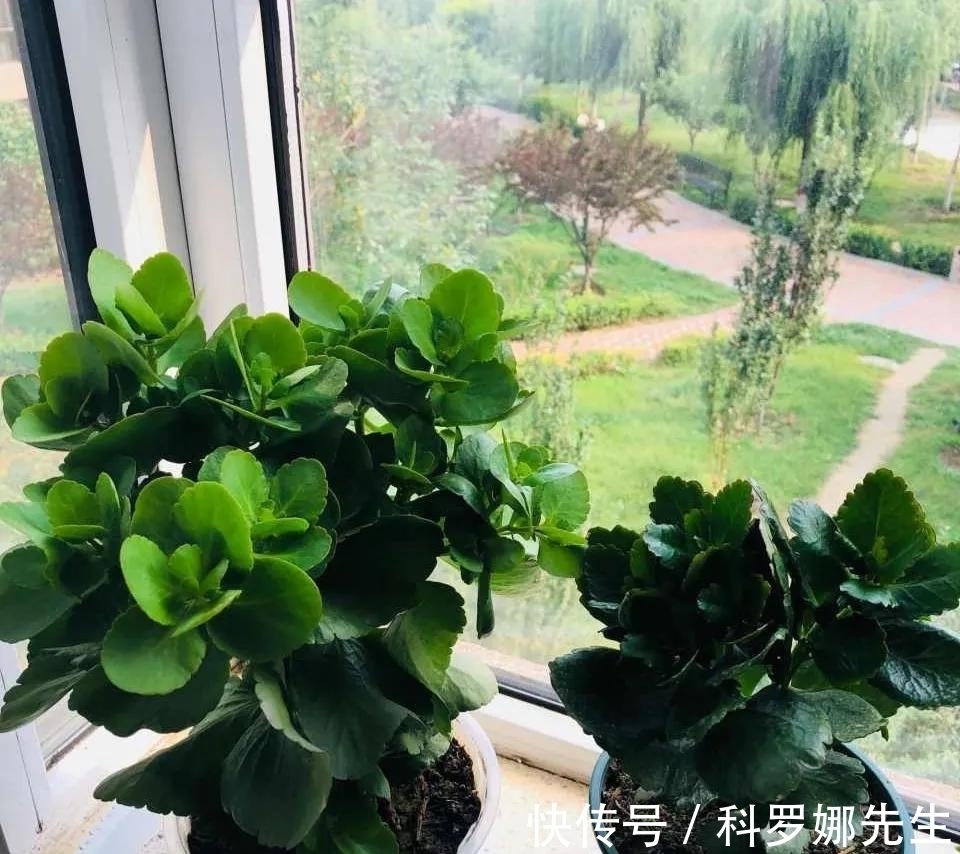 叶绿花繁|养长寿花,这4点很重要,做好了,叶绿花繁!