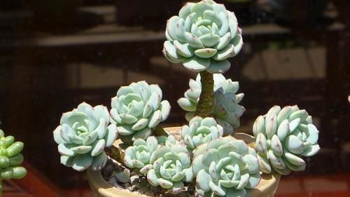 趁着春天给多肉撸点叶子瘦瘦身，不辜负这大好的季节，赶紧行动吧