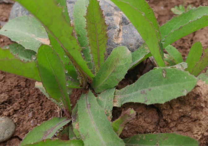 野草|乡村常见的4种野草，还是清热解毒、利尿消肿的好帮手，值得一看