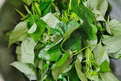 炒红薯叶,有人直接炒,有人先焯水,牢记1窍门,香嫩爽脆不发黑