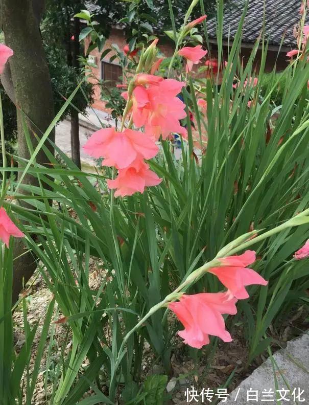 养花知识叫兰不是兰，花却美成仙，看看你家有几盆