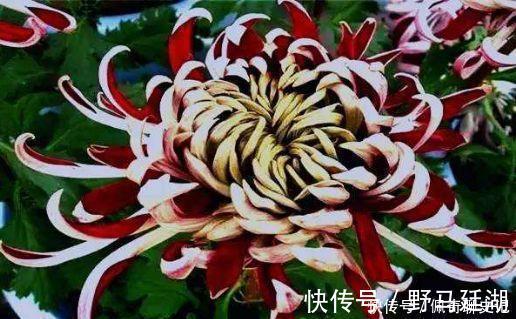 菊花|超级好养的花卉,不闻不问,花开爆盆美如花,好养又漂亮