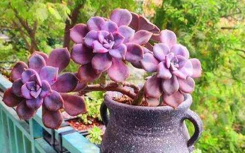 多肉植物|多肉叶子不着色,该怎么解决?做到这些,上色容易还格外好看