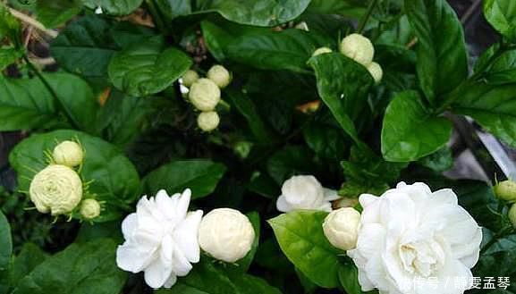 黄泥茉莉花,换盆就用“这种土”,不花钱养分足,每次开花都爆盆