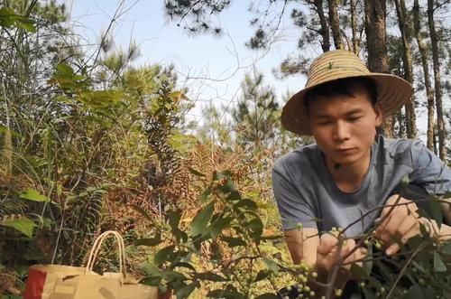 竹筒子|玩过这种野果的8090后,说明你在农村呆过,成熟果实还可以吃