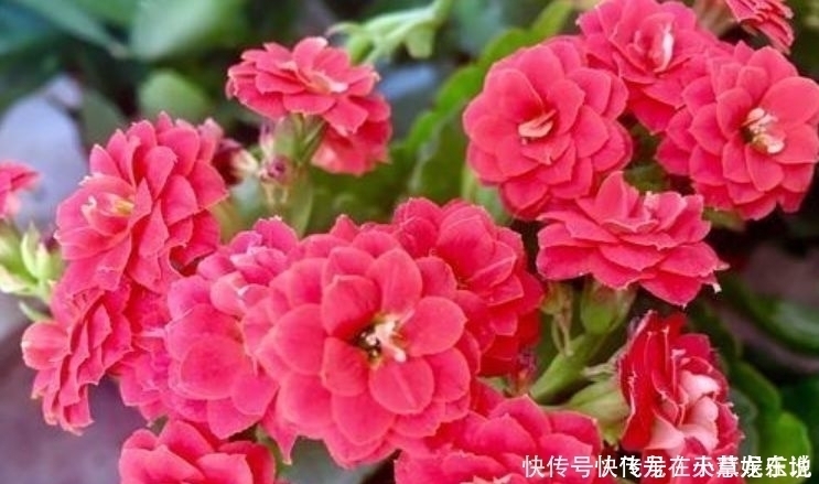 兰花兰花|最香的“4种花”,漂亮又好闻,全年开花不断,花开美观又大气