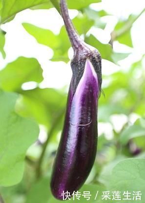 好处|多吃茄子好处多,但不要和此物同吃,偏偏很多人犯错误