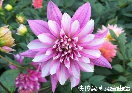 养花|养花就养个花期长的，花开满盆，个个开成大花球，开花一茬接一茬