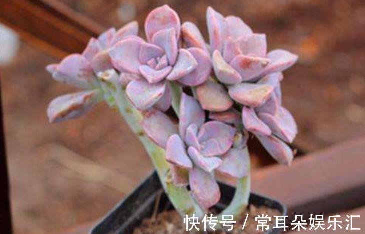 家里有个小阳台,摆上几盆多肉紫乐,颜色梦幻长成悬崖桩