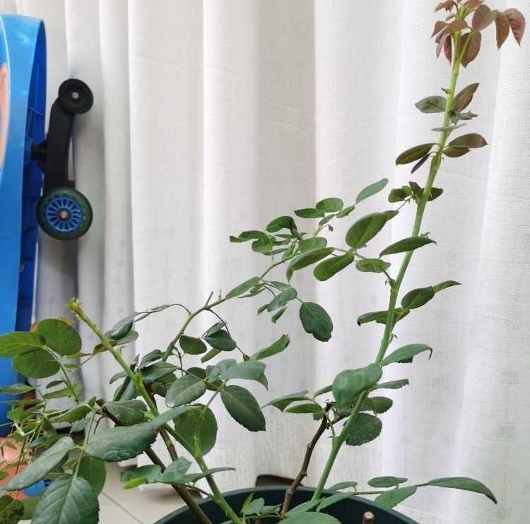 月季这样养,叶子一直绿油油的,满头花苞,美不胜收