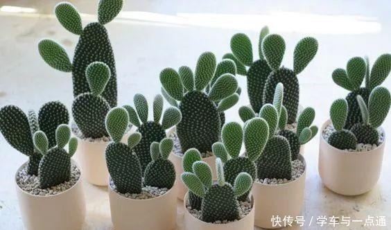 数以万计的多肉,知道这四大类,你就是多肉词典!