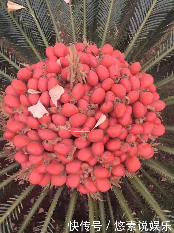 4种花有灵性,平时难开花,一有好事就开花!