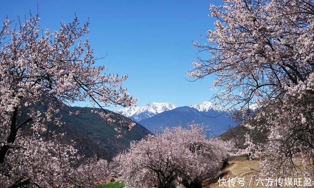 甘孜得荣太阳谷：十里桃花 灼灼其华