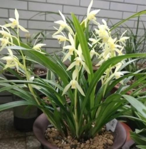 四种花常年开花易爆盆，花朵大花期长，开花超漂亮