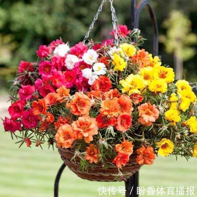 四季海棠四季海棠|4种花要贱养,开花美还好活,365天开花不断,给点水就疯狂!