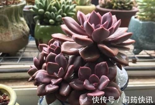 多肉植物长不好盆里埋一宝贝,一周长出大白根,新叶侧芽一起长