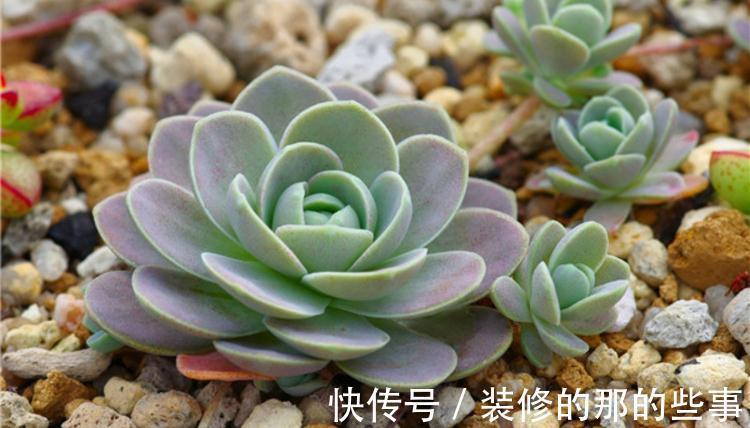 多肉长花箭算不算正常,该怎么处理?