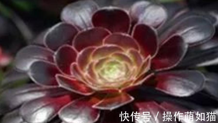 红稚莲|最受欢迎的几款多肉,你家种了吗,看后立刻被种草