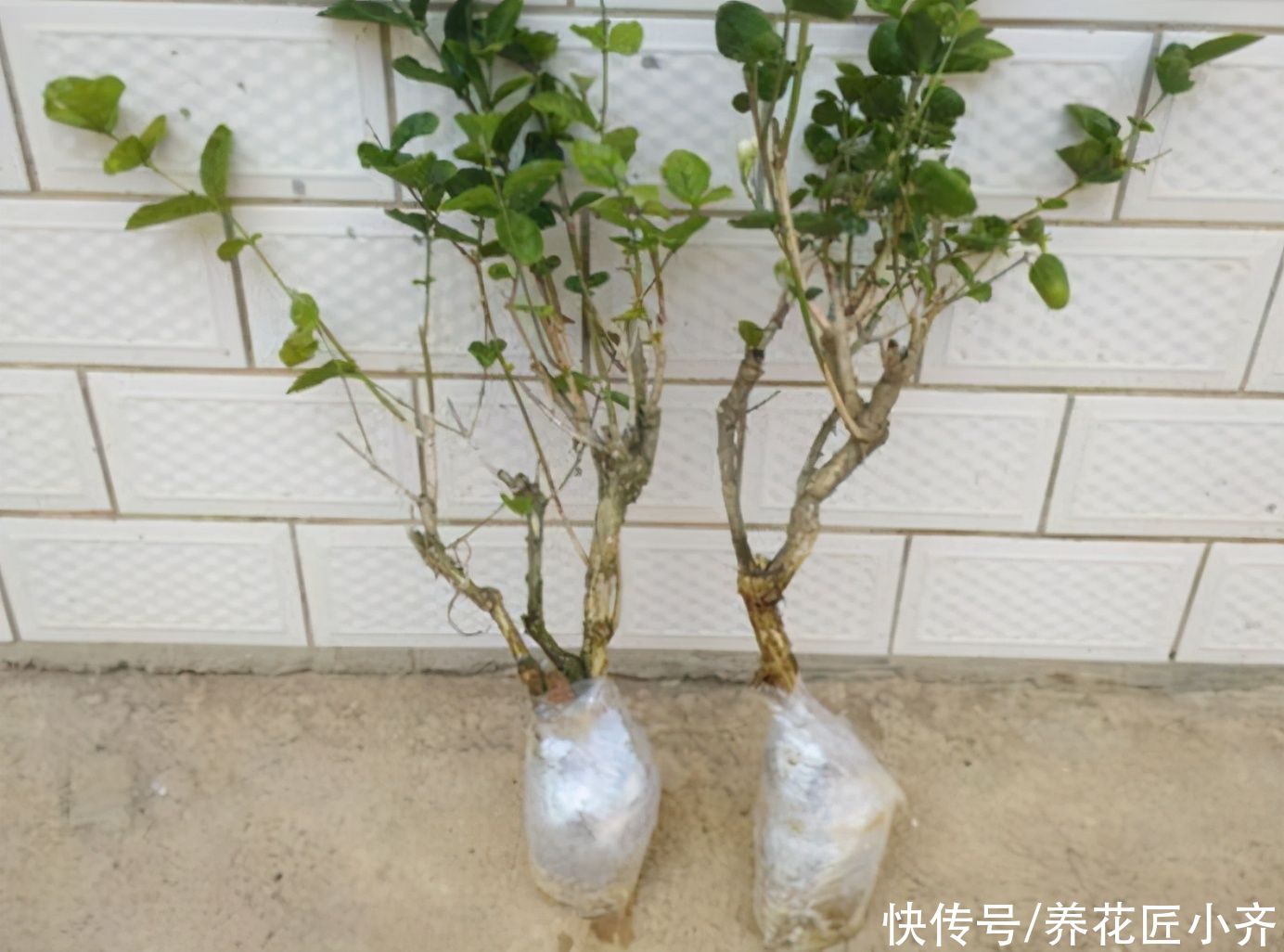 喜欢逛花市，碰到5种老桩不要买，开花少难养活，影响心情浪费钱