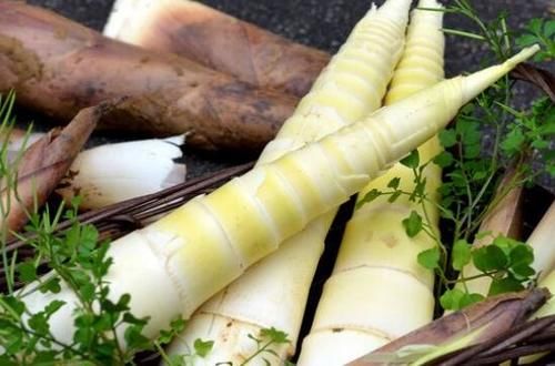 春笋如何挑 选择春笋的方式方法