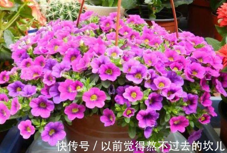 养花就养这几款,5元1盆,漂亮又好养,开花多、花期长!