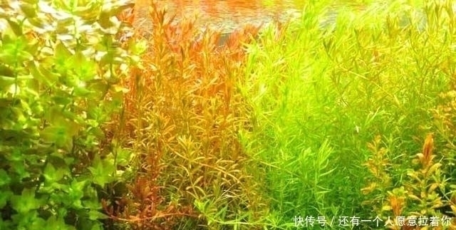 “水至清则无鱼,人至察则无徒”的含义,我们真正弄懂了